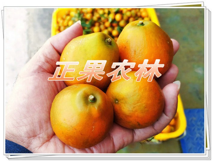 新產融安脆蜜金柑苗原產地直供